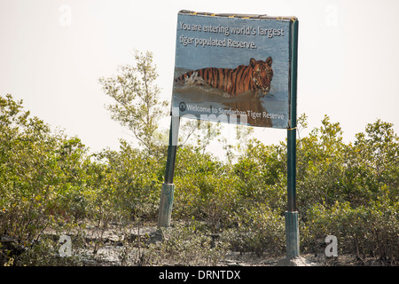 Poster un tigre dans les Sunderbans une zone de basse altitude du delta du Gange, qui est vulnérable à la montée du niveau de la mer, de l'Inde, qui est la plus grande réserve de tigres au monde. Banque D'Images