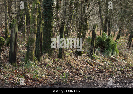 Traverses de chemin de fer ancien de la Severn et de la Wye utilisé de bornes sur un chemin dans la forêt de Dean. Banque D'Images