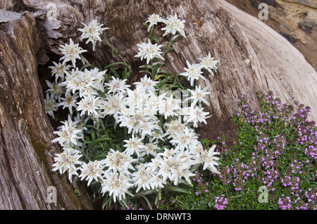 Fleur célèbre Edelweiss (Leontopodium alpinum), symbole des Alpes Banque D'Images