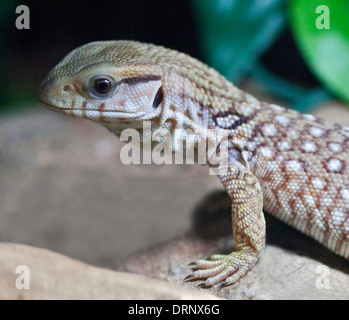 Bosc Surveiller/Savannah Varan (Varanus exanthematicus) Banque D'Images