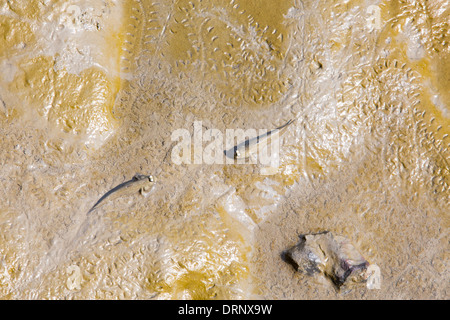 Mudskippers, poisson qui peut respirer hors de l'eau, se nourrir de boue dans les Sunderbans dans le delta du Gange, en Inde. Banque D'Images