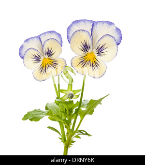 Fleur sur isolated on white Banque D'Images