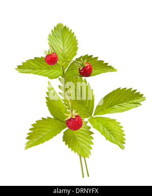 Les Fraises sauvages plant isolated on white Banque D'Images