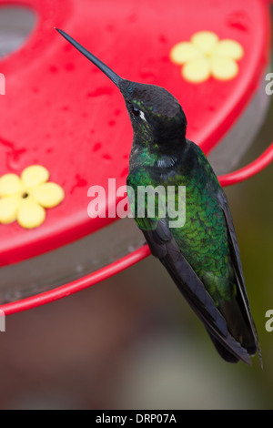 Hummingbird (magnifique fulgens) Eugene. Costa Rica. Banque D'Images