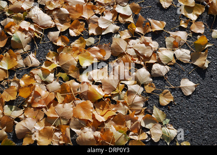 Origines de la ville d'automne des feuilles mortes Banque D'Images