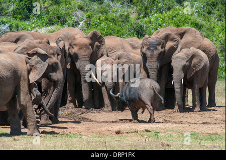 Buffalo intrépide (Syncerus caffer) marche à travers un groupe d'éléphants (Loxodonta africana), Addo Elephant Park, Afrique du Sud Banque D'Images