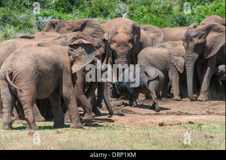 Buffalo intrépide (Syncerus caffer) marche à travers un groupe d'éléphants (Loxodonta africana), Addo Elephant Park, Afrique du Sud Banque D'Images