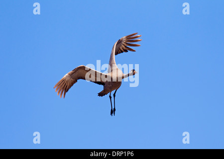 Grue cendrée grue eurasienne / (Grus grus) battant contre le ciel bleu Banque D'Images