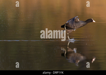 Foulque macroule foulque foulque Fulica atra décoller, décoller du lac de l'eau étang de vol vol les ailes battantes de l'Europe Allemagne Royaume-Uni Banque D'Images