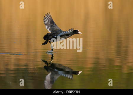 Foulque macroule (Fulica atra) décoller de l'eau du lac Banque D'Images