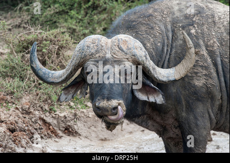 Buffle léchant son nez (Synecerus caffer) Addo Elephant National Park, Eastern Cape, Afrique du Sud Banque D'Images