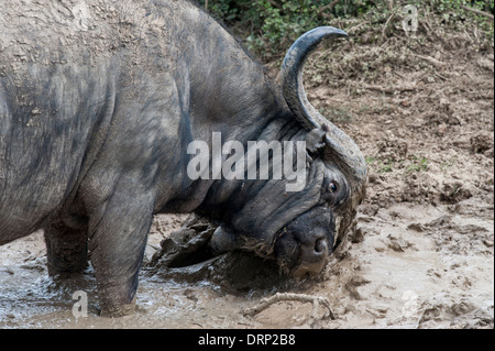 Buffle (Synecerus caffer) frotte sa tête dans une piscine de boue, l'Addo Elephant National Park, Eastern Cape, Afrique du Sud Banque D'Images