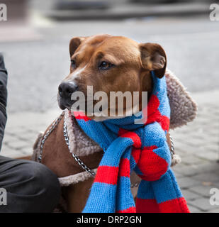 Manchester, UK 30 Janvier, 2014. Météo britannique. M. John Stokes, 47 avec son chien, un sans-abri dans les rues de Manchester. Il y a une plus grande menace pour sans-abri et les personnes qui dorment dans la rue comme le froid commence. Ici son chien est enveloppée d'un manteau en peau de mouton avec une écharpe rouge et bleu comme protection contre les prévisions météorologiques au cours de la fin de semaine. Banque D'Images