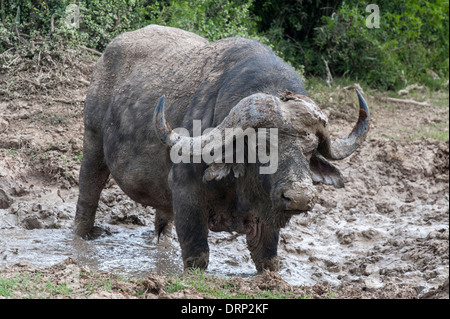 Buffle (Synecerus caffer) debout dans une piscine de boue, l'Addo Elephant National Park, Eastern Cape, Afrique du Sud Banque D'Images