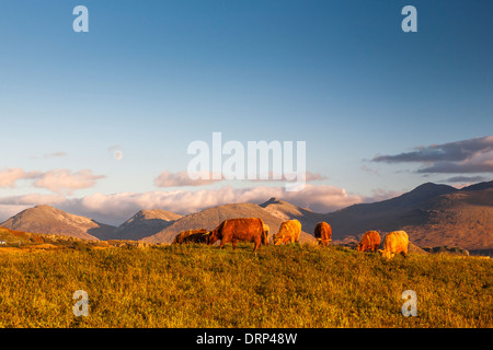 Troupeau de bovins Highland au coucher du soleil sur l'île de Mull, Highlands Scotland UK 2013 Banque D'Images