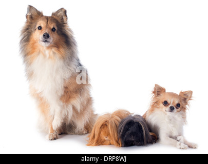 Cobaye péruvienne, Chihuahua et de Shetland Sheepdog in front of white background Banque D'Images