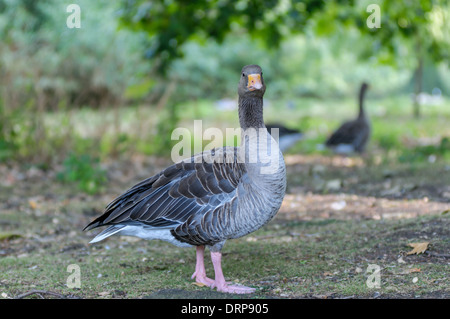 Goose couleur stnading de Regent Park Banque D'Images