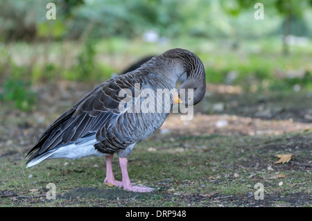 Goose couleur stnading de Regent Park Banque D'Images