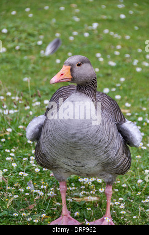 Goose couleur stnading de Regent Park Banque D'Images