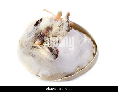 L'éclosion d'un poussin in front of white background Banque D'Images