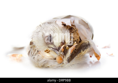 L'éclosion d'un poussin in front of white background Banque D'Images