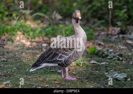 Goose couleur stnading de Regent Park Banque D'Images