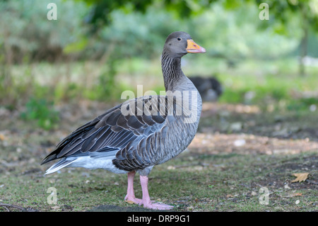 Goose couleur stnading de Regent Park Banque D'Images