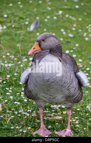 Goose couleur stnading de Regent Park Banque D'Images