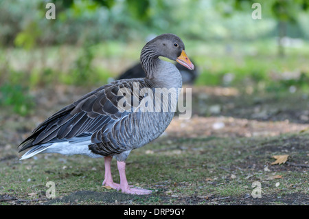 Goose couleur stnading de Regent Park Banque D'Images