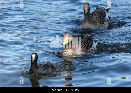 Deux oies la baignade dans un lac d'eau bleu à Regents Park Banque D'Images