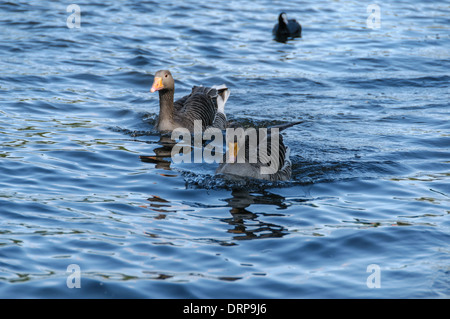 Deux oies la baignade dans un lac d'eau bleu à Regents Park Banque D'Images