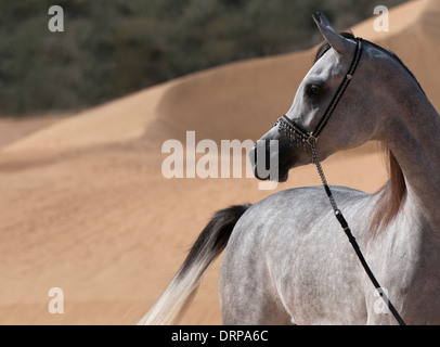 Cheval Arabe gris d'alerte permanent dans les dunes de sable Banque D'Images