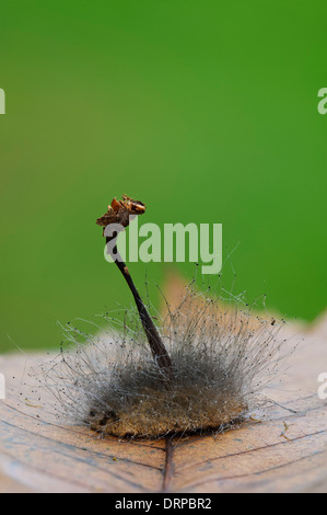 Le cheveu-comme le filetage du moule de capot (Spinellus fusiger) de plus en plus les branchies d'un champignon non identifiés dans la région de Clumber Park Banque D'Images