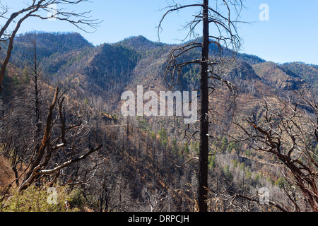 Forêt de pins brûlés sur les pentes dans les Apaches Chiricahua National Park, Arizona, USA Banque D'Images