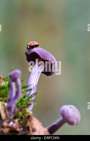 Spot 7 Coccinelle (Coccinella septempunctata), adulte, perché au sommet d'une améthyste (Laccaria amethystina) trompeur dans Clumber Park Banque D'Images