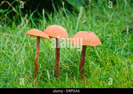 Le séducteur (Laccaria laccata), trois organes de fructification de plus en prairie dans Clumber Park, Nottinghamshire. Septembre. Banque D'Images