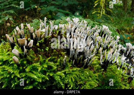 Candlesnuff Xylaria hypoxylon (champignon), groupe de fructifications poussant sur le bois pourri couvert de mousse à Potteric Carr Banque D'Images