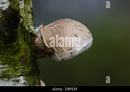 Polypore du bouleau (Piptoporus betulinus), les jeunes de la fructification, la germination du tronc d'un bouleau à Fairburn RSPB Ings Banque D'Images