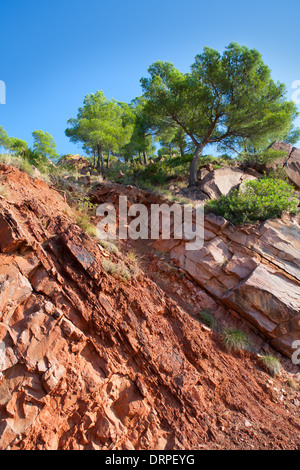Castellon Desierto de las Palmas montagnes rouges du désert avec des pins à l'Espagne Banque D'Images