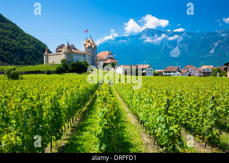 Chablais vignes sous le ciel de ceruléan devant le Château d'Aigle et le village d'Aigle dans la région de Chablais en Suisse Banque D'Images