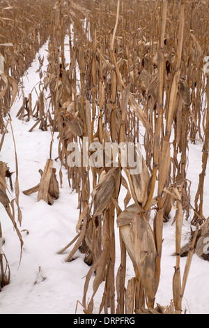 Un champ de maïs est encore debout dans la neige de l'hiver dans le Massachusetts Berkshires. Banque D'Images