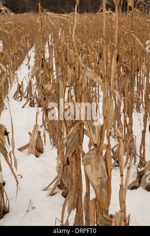 Un champ de maïs est encore debout dans la neige de l'hiver dans le Massachusetts Berkshires. Banque D'Images