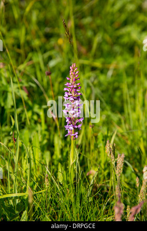 Orchidée parfumée alpine dans les Alpes suisses de fleurs sauvages près de Zermatt, Suisse Banque D'Images
