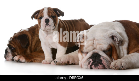 La famille chien - bulldog Anglais famille isolé sur fond blanc Banque D'Images