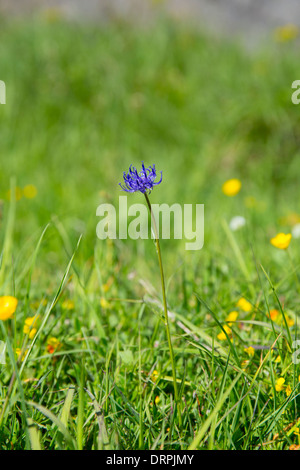 Bleuet alpin dans wildflower meadow ci-dessous les Alpes Suisses près de Zermatt, Suisse Banque D'Images