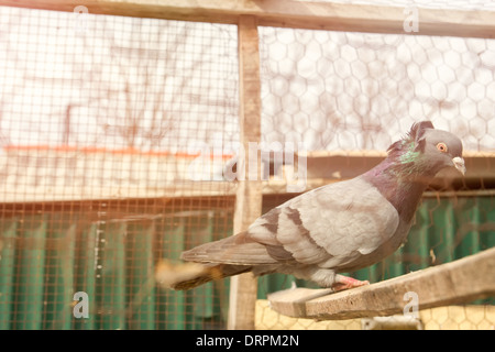 Jolie colombe dans une cage métallique bois Banque D'Images