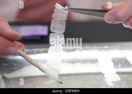 Lames en verre avec des échantillons d'histologie dans une main-d'histologie Banque D'Images