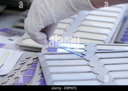 Lames en verre avec des échantillons d'histologie dans une main-d'histologie Banque D'Images