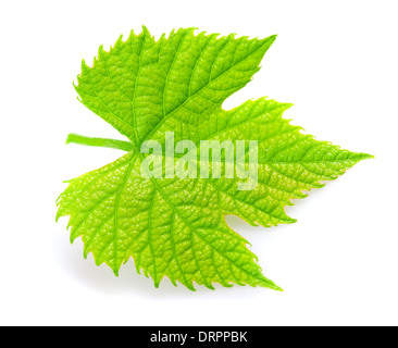  Feuille  de  vigne Photo Stock Alamy