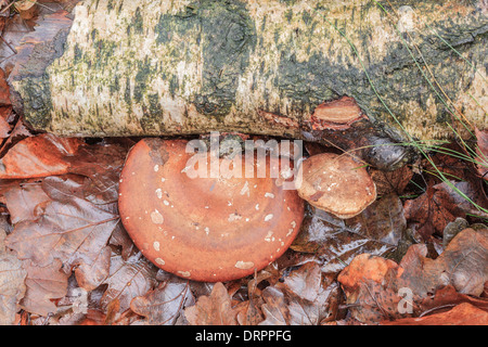 Langue maternelle de bouleau, Piptoporus betulinus champignons d'une carcasse de bouleau Banque D'Images